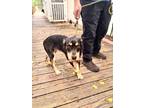 Adopt Oatmeal a Terrier (Unknown Type, Small) / Mixed Breed (Medium) / Mixed dog