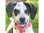 Adopt Rox a Bluetick Coonhound / Terrier (Unknown Type, Medium) / Mixed dog in