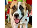 Adopt Flour a Great Pyrenees / Terrier (Unknown Type, Medium) / Mixed dog in