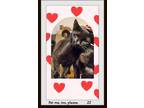 Adopt JJ - Lover, Purr Baby a Black (Mostly) Domestic Shorthair (short coat) cat