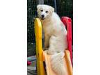 Adopt Otto a Great Pyrenees / Mixed dog in Killen, AL (41499056)