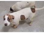Adopt Fleurie a Hound (Unknown Type) / Mountain Cur / Mixed dog in Little Rock