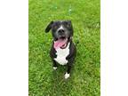 Adopt Mya a Labrador Retriever / Mixed dog in Marion, OH (41499008)
