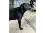 Adopt Camila a Catahoula Leopard Dog / Labrador Retriever / Mixed dog in