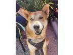 Adopt JT a Red/Golden/Orange/Chestnut - with White Akita / Chow Chow / Mixed dog