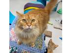 Adopt Shock a Domestic Mediumhair / Mixed (short coat) cat in Greeneville