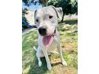 Adopt Argus a Dogo Argentino / Mixed dog in Chico, CA (41495250)