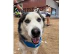 Adopt Upton a Black - with White Siberian Husky / Husky / Mixed dog in