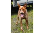 Adopt Birdie a Australian Cattle Dog / Mixed dog in Cambridge, MD (41499039)