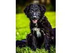 Adopt Olive Oil a Terrier (Unknown Type, Small) / Mixed dog in Kettering