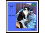 Adopt Whitney - Talker, Very Social a Black & White or Tuxedo Domestic Shorthair