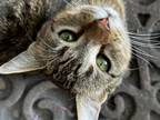 Adopt Peanut a Brown Tabby Tabby / Mixed (short coat) cat in San Antonio