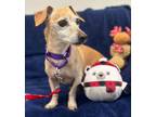 Adopt Peanut a Red/Golden/Orange/Chestnut - with White Dachshund / Mixed dog in