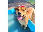 Adopt Josie R a Brown/Chocolate Pit Bull Terrier dog in Twin Falls
