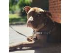 Adopt Ducky a American Pit Bull Terrier dog in Chapel Hill, NC (41498968)