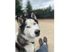 Adopt Lobo a Siberian Husky / Mixed dog in Silverdale, WA (41486005)