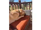 Adopt Finley a Tan/Yellow/Fawn Labrador Retriever / Golden Retriever / Mixed dog