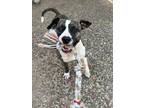 Adopt Casino a Brindle American Staffordshire Terrier / Mixed dog in Littleton