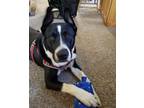 Adopt Jespyr a Black - with White Border Collie / Mutt / Mixed dog in Phoenix