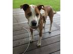 Adopt Aspen a Brown/Chocolate - with White Australian Shepherd / Hound (Unknown