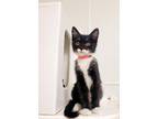 Adopt Kitten 25686 (Eloise) a Maine Coon (medium coat) cat in Parlier