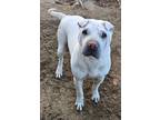 Adopt Clovis a White Shar Pei / Terrier (Unknown Type, Medium) / Mixed dog in
