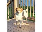 Adopt Pete a Tricolor (Tan/Brown & Black & White) Beagle / Mixed dog in Omaha