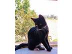 Adopt Roscoe a Black & White or Tuxedo Oriental (short coat) cat in Huntington