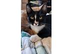 Adopt Penny a Black & White or Tuxedo Oriental (short coat) cat in Huntington