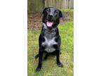 Adopt Rainey a Black - with White Labrador Retriever / Collie / Mixed dog in