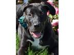 Adopt Lizzy a Black - with White Great Dane / Pit Bull Terrier / Mixed dog in