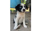 Adopt Cinder a Catahoula Leopard Dog / Labrador Retriever / Mixed dog in