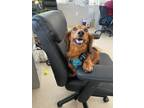 Adopt Winston a Dachshund / Mixed dog in Grants Pass, OR (41493949)