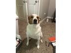 Adopt Sasha a White - with Red, Golden, Orange or Chestnut Australian Cattle Dog