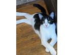 Adopt Miracle a Black & White or Tuxedo Oriental (short coat) cat in Huntington