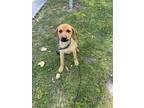 Adopt Paloma a Brindle Mixed Breed (Small) / Mixed dog in Oceanside