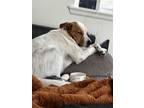 Adopt Sasha a White - with Red, Golden, Orange or Chestnut Australian Cattle Dog
