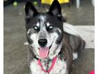 Adopt Parker a Black - with White Husky / Mixed dog in Berkeley, CA (41487301)