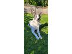 Adopt Ash a Merle Australian Kelpie / Australian Cattle Dog / Mixed dog in
