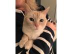 Adopt Peaches a White (Mostly) Siamese (short coat) cat in Fairborn