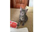 Adopt Miney (Melanie's kittens 3) a Gray, Blue or Silver Tabby Domestic
