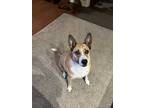 Adopt Katie a Brown/Chocolate German Shepherd Dog / Border Collie / Mixed dog in