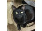 Adopt Jet a All Black Domestic Shorthair (short coat) cat in Manchester