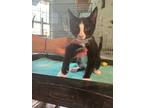 Adopt Washington a Black & White or Tuxedo American Shorthair (short coat) cat