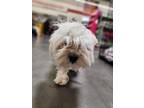 Adopt Sampson a White Shih Tzu / Mixed dog in Scottsdale, AZ (41498671)