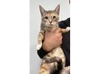 Adopt Kulfi a Gray or Blue (Mostly) American Shorthair / Mixed (short coat) cat