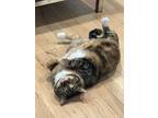 Adopt Autumn a Spotted Tabby/Leopard Spotted Bengal / Mixed (medium coat) cat in