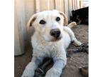 Adopt Remington a German Shepherd Dog / Labrador Retriever / Mixed dog in San