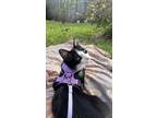 Adopt Angel a Black & White or Tuxedo Domestic Mediumhair / Mixed (medium coat)