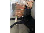 Adopt Misty a Black - with White American Pit Bull Terrier / Australian Cattle